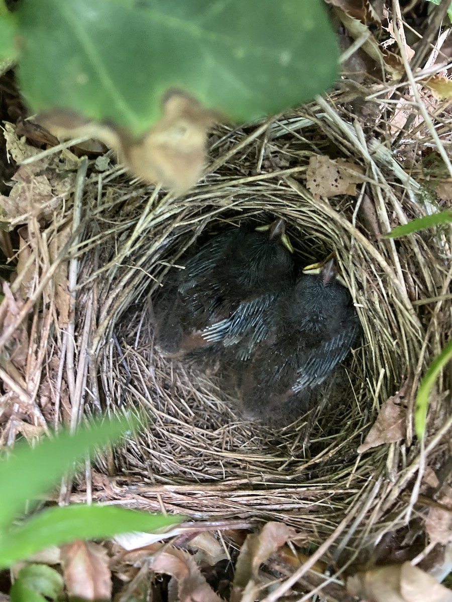 Song Sparrow - ML623053095