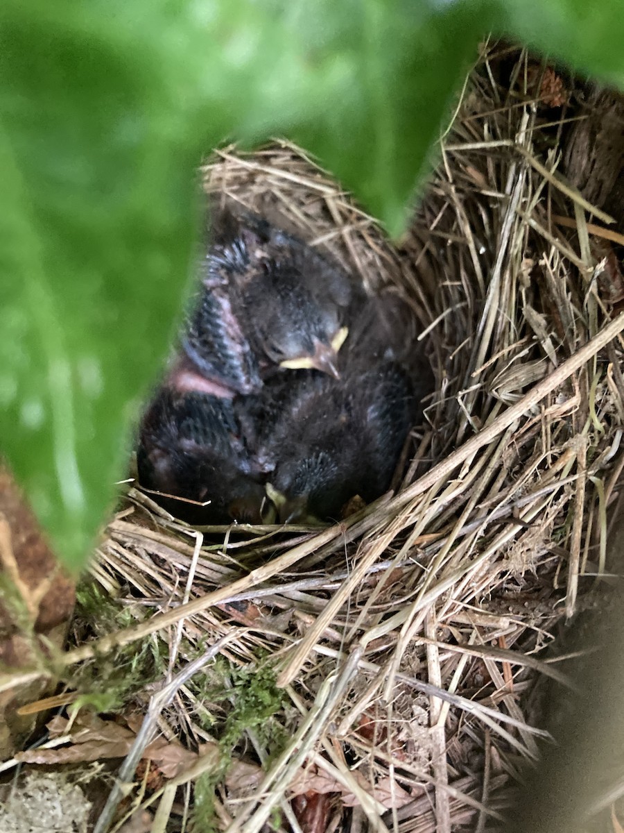 Dark-eyed Junco (Oregon) - ML623053105