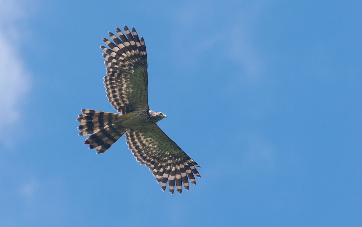 Long-tailed Honey-buzzard - Stephan Lorenz