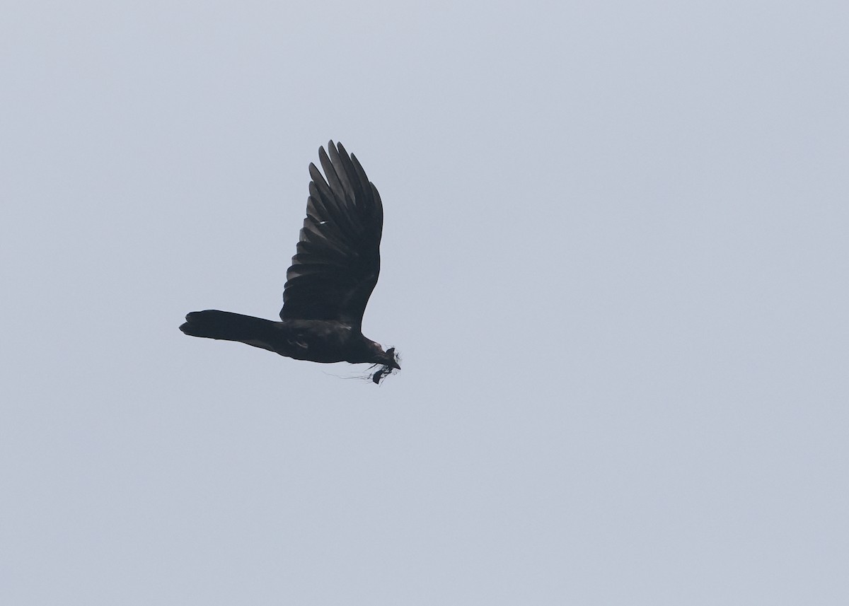 Gray Crow - ML623053172