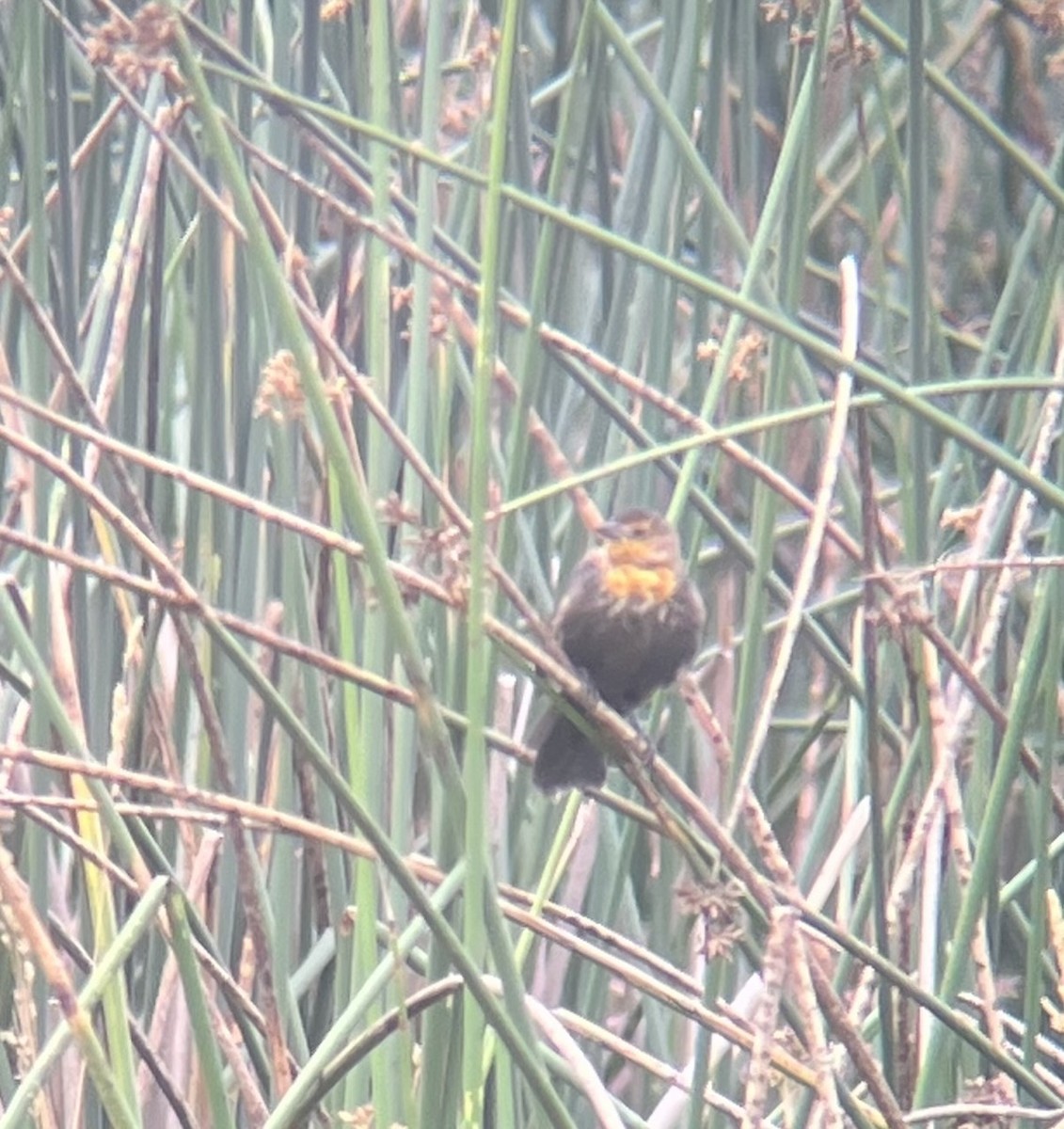 Yellow-headed Blackbird - ML623053197