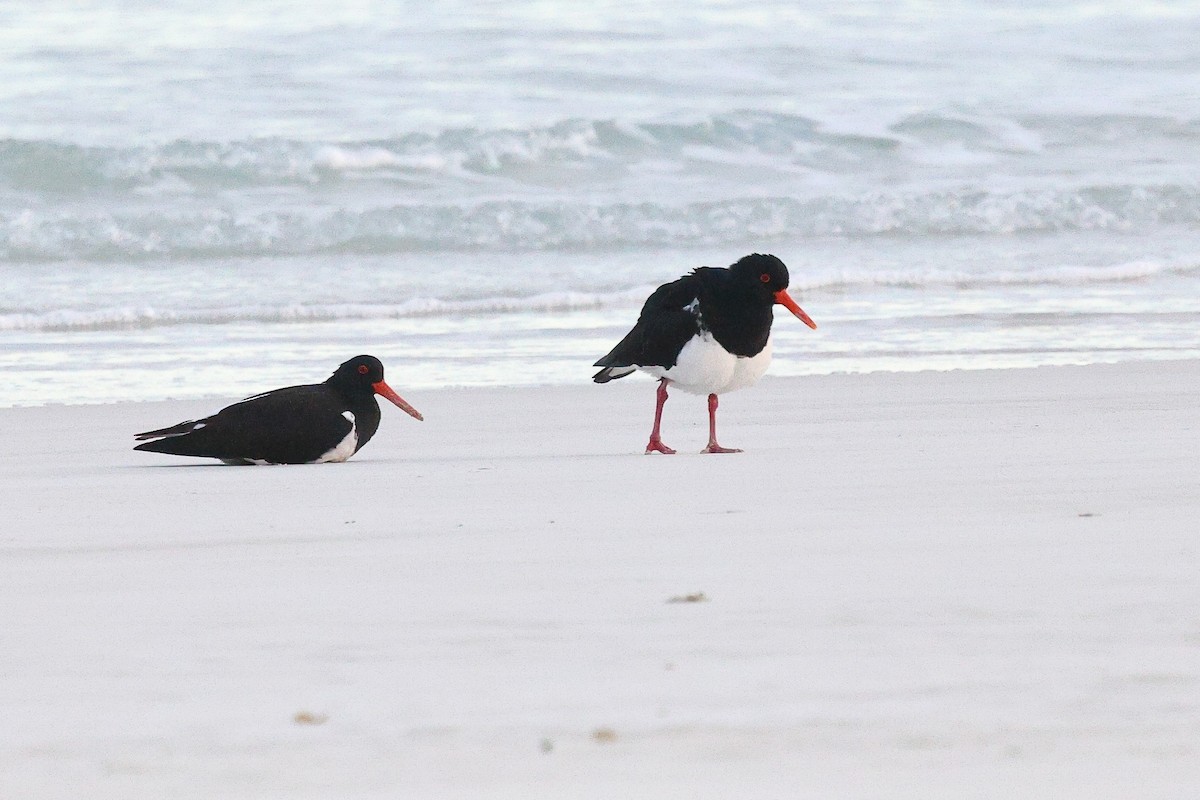 Pied Oystercatcher - ML623053292