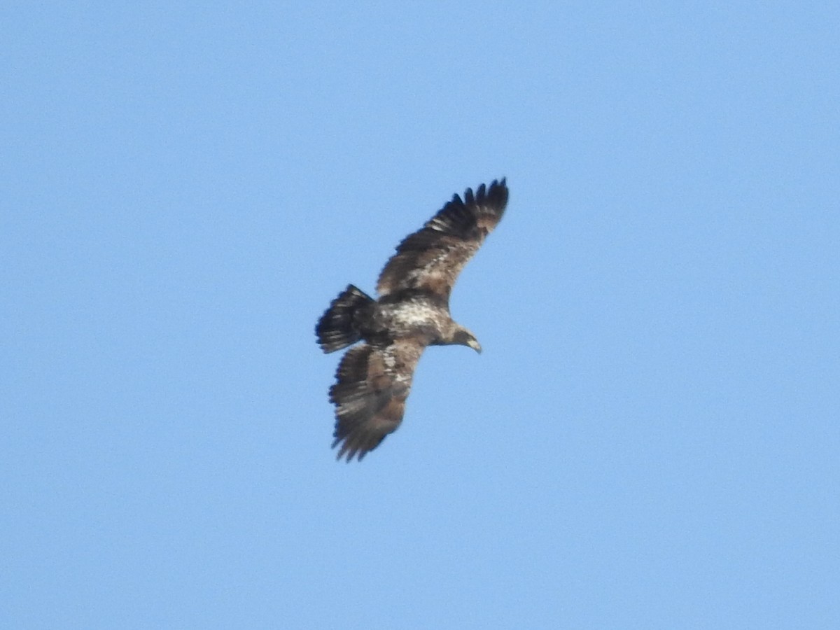 Bald Eagle - Reanna Thomas