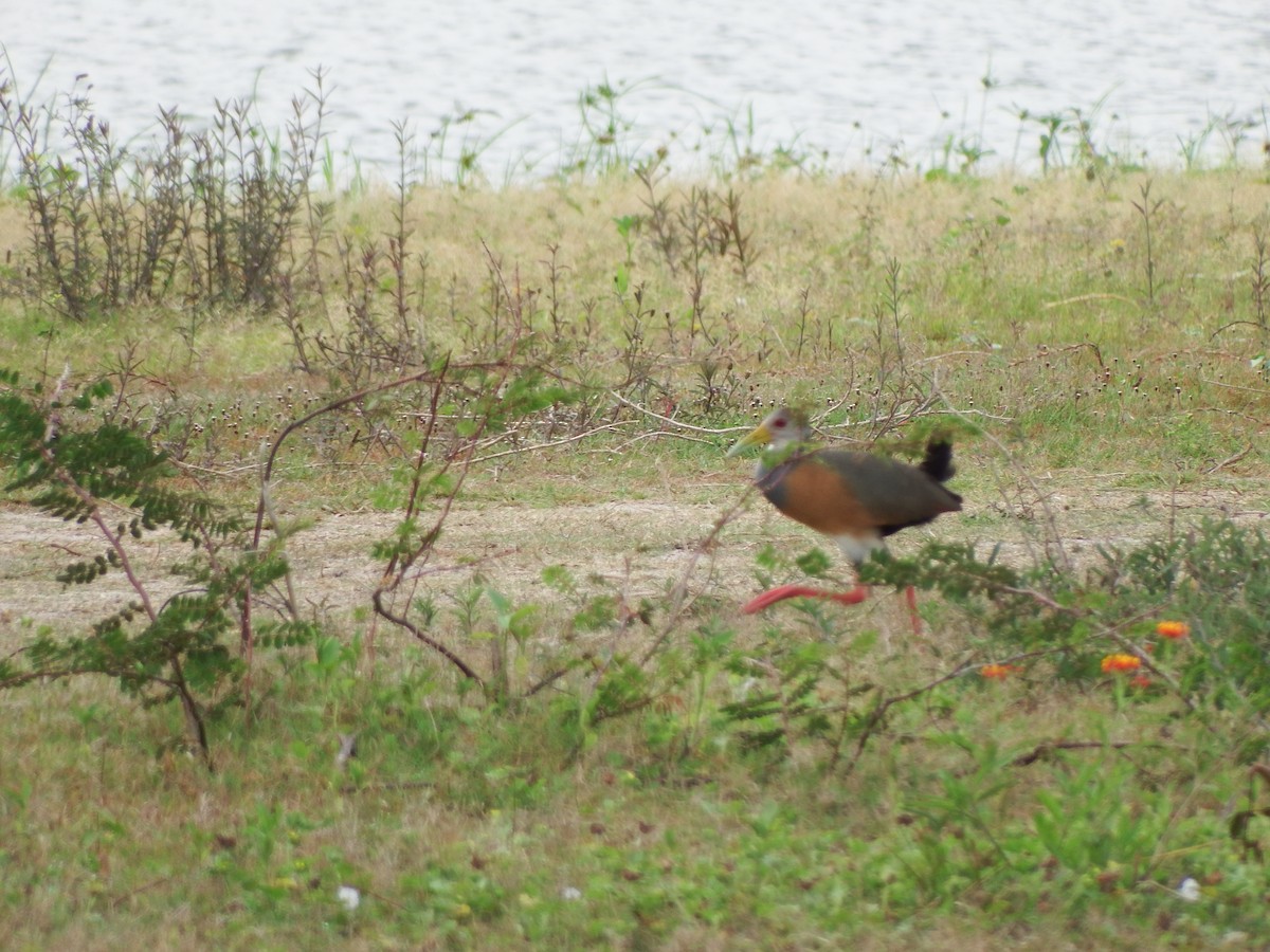 Russet-naped Wood-Rail - ML623053329