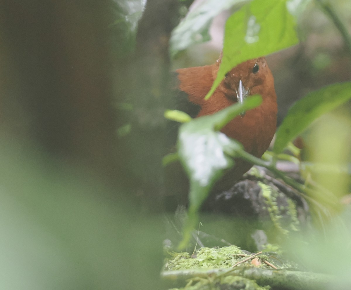 Forbes's Forest Rail - ML623053330