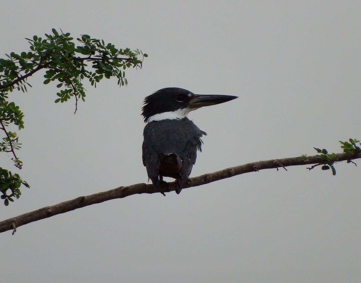 Martín Gigante Neotropical - ML623053341