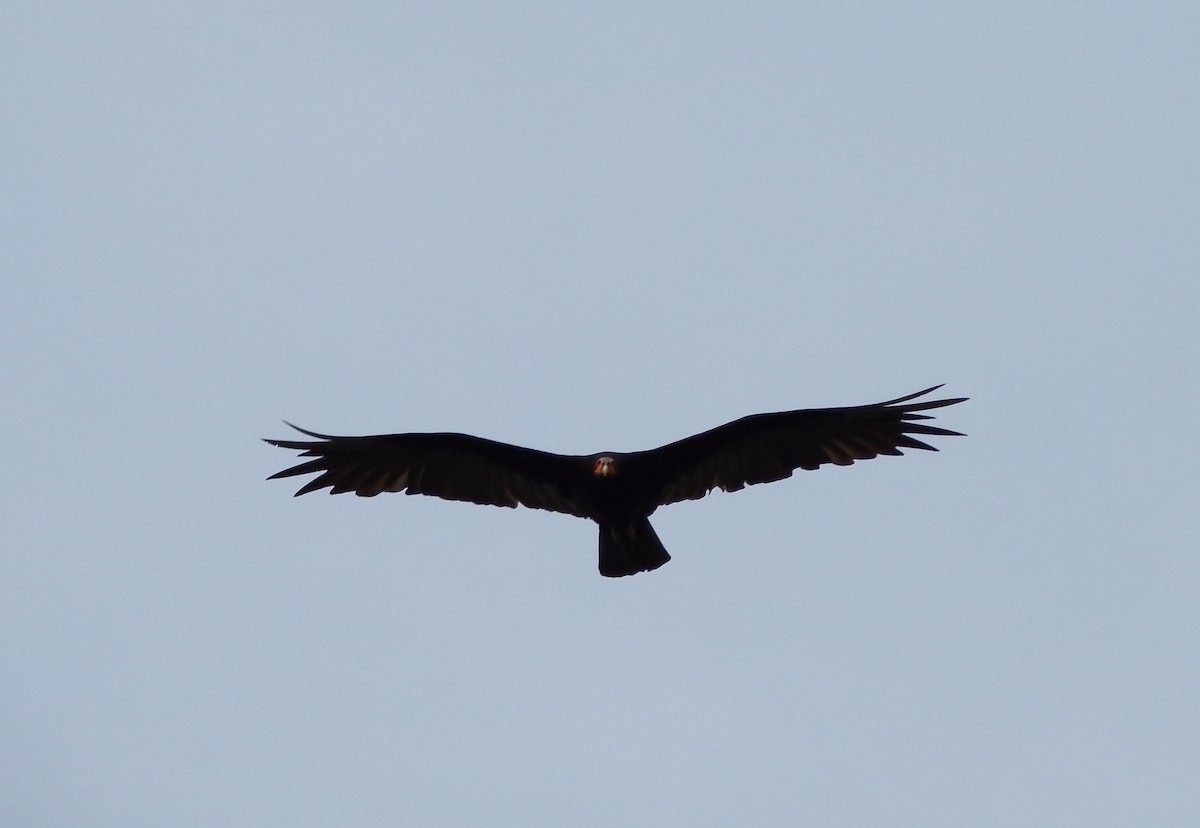 Lesser Yellow-headed Vulture - ML623053377