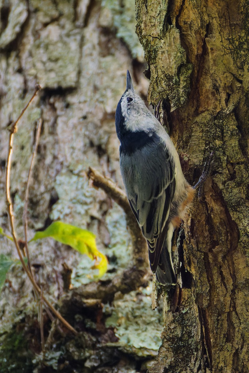 White-breasted Nuthatch - ML623053547