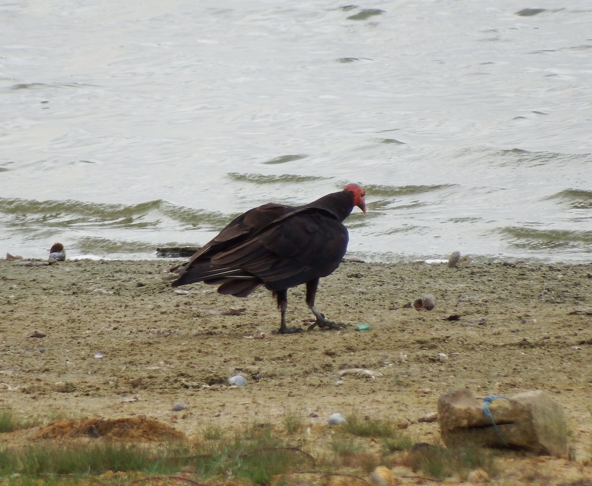 Lesser Yellow-headed Vulture - ML623053553