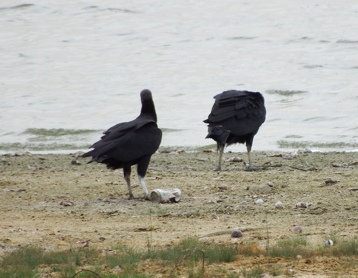 Black Vulture - ML623053556