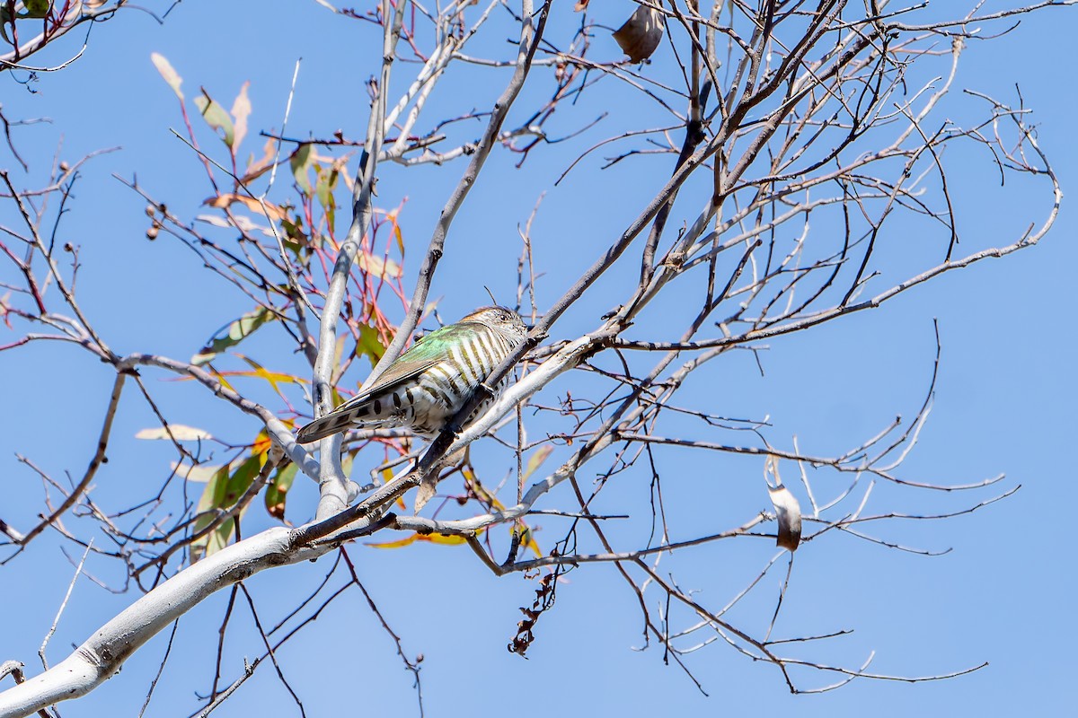 Shining Bronze-Cuckoo - ML623053557