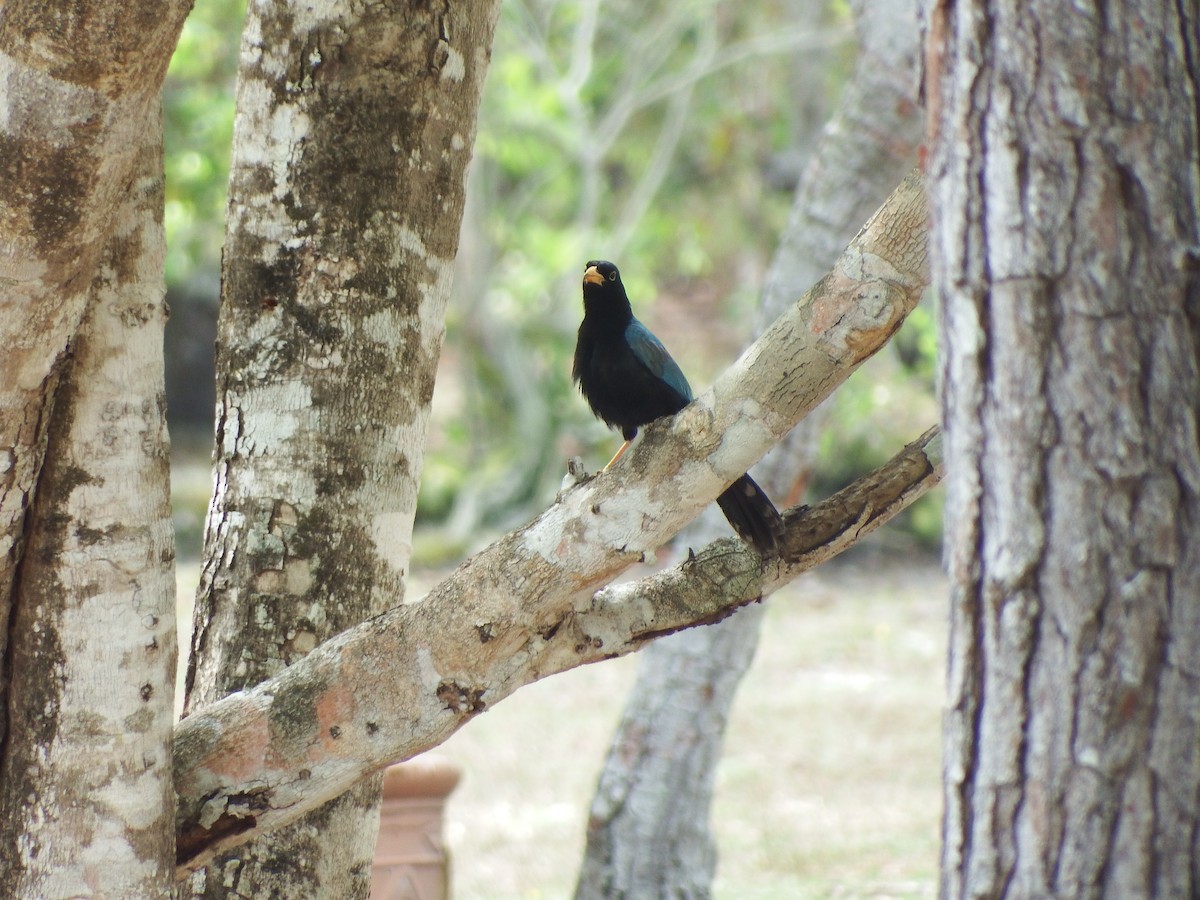 Yucatan Jay - ML623053571