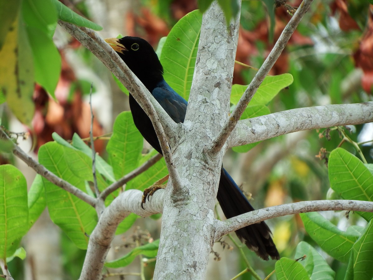 Yucatan Jay - ML623053573