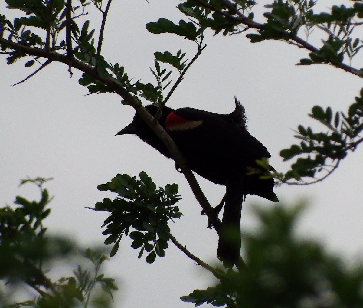 Red-winged Blackbird - Nicholas Sly