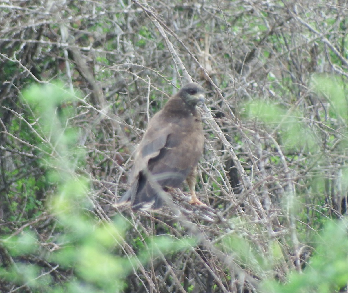 Коршун-слизнеед - ML623053589