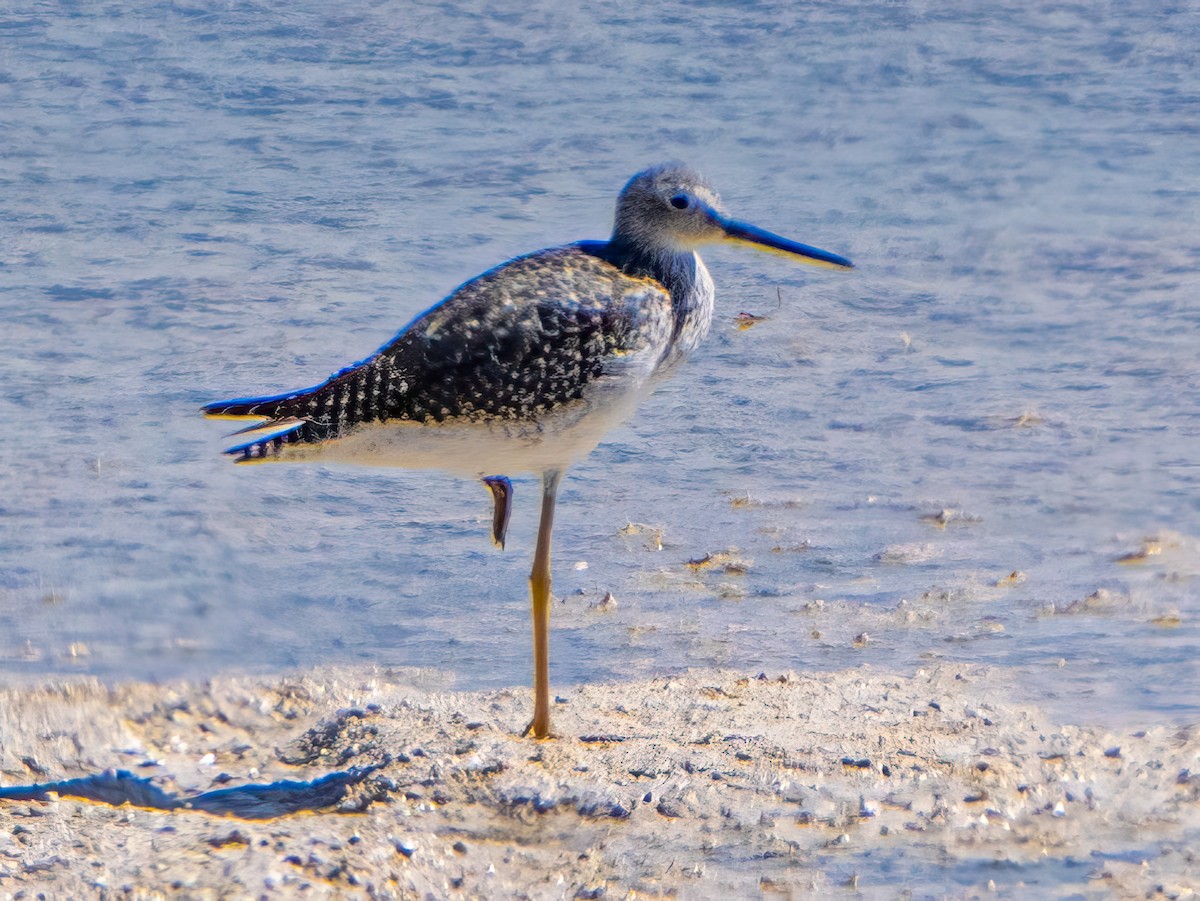 Greater Yellowlegs - Kurt Buzard