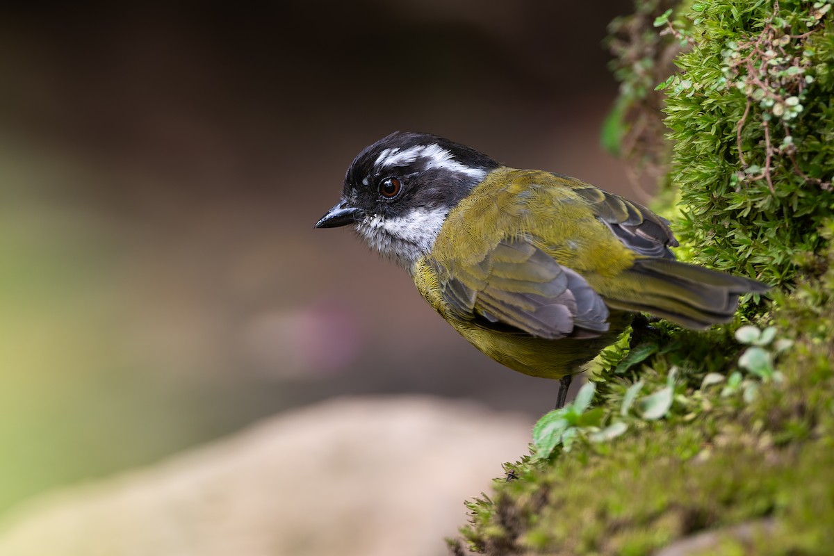 Sooty-capped Chlorospingus - ML623053608