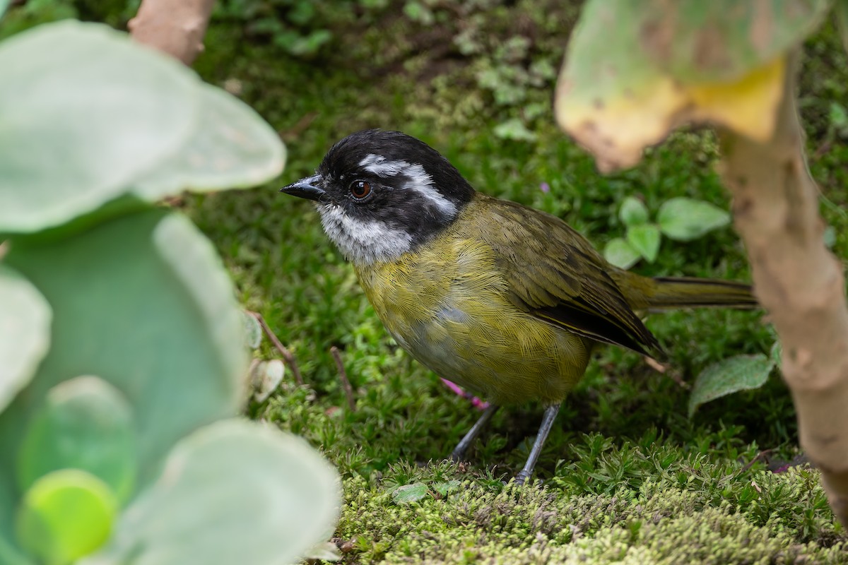 Sooty-capped Chlorospingus - ML623053665