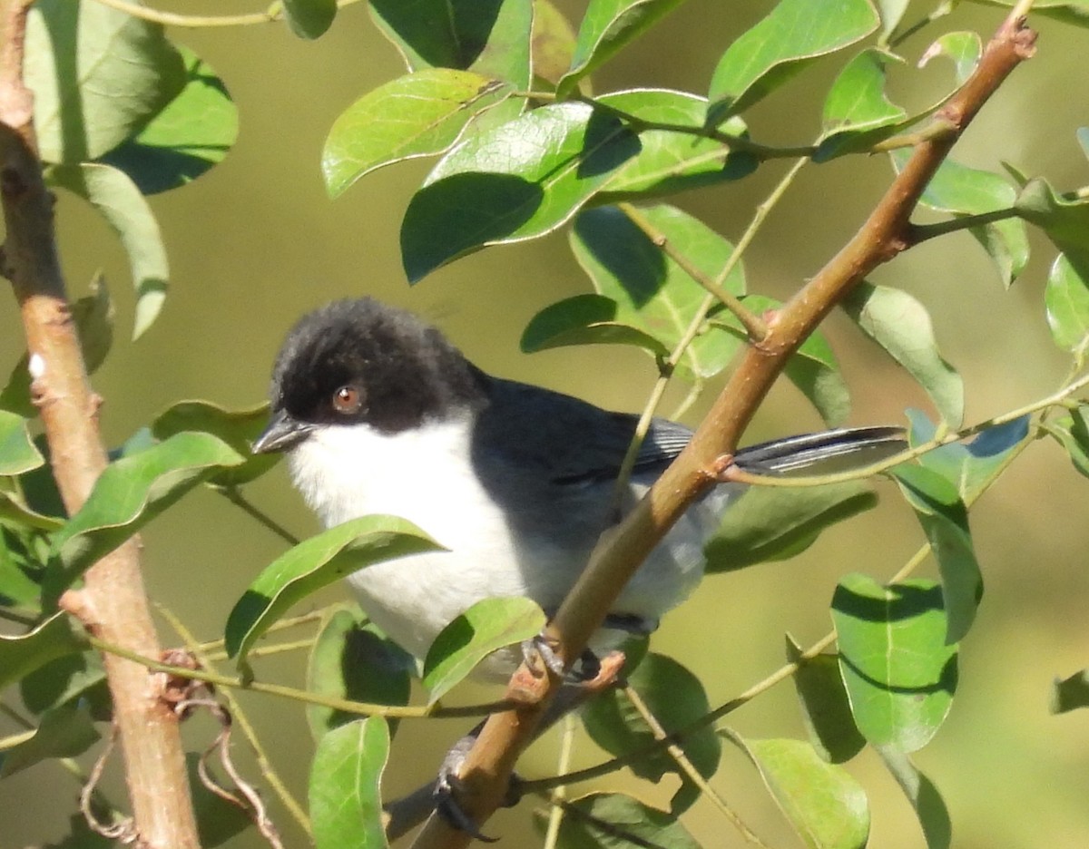 Black-capped Warbling Finch - Laura Bianchi