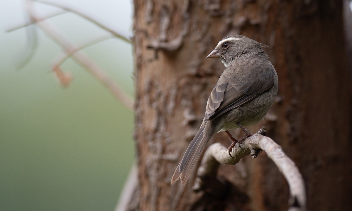 Brown-rumped Seedeater - ML623053811