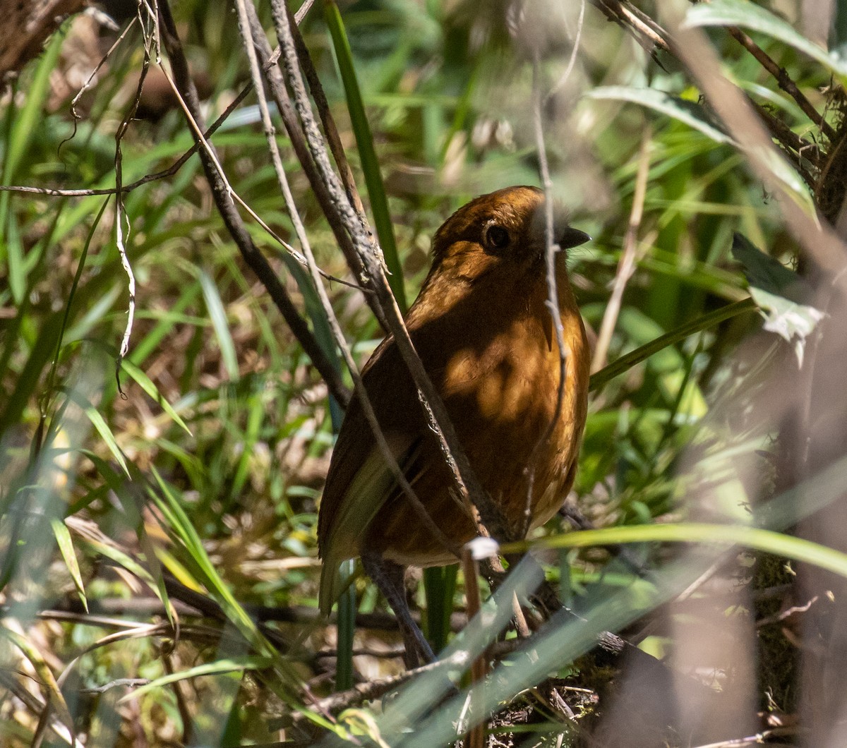 Junin Antpitta - ML623053884