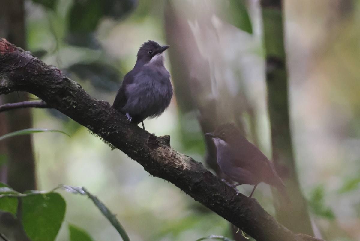 White-eyed Robin - ML623053886