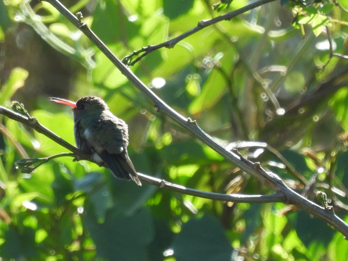 gyllenkolibri - ML623053890