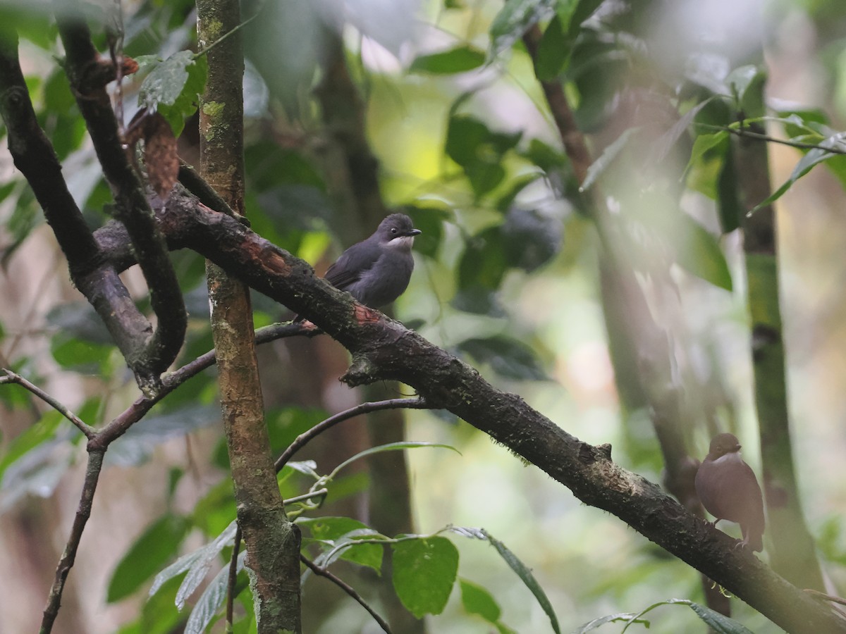 White-eyed Robin - ML623053904