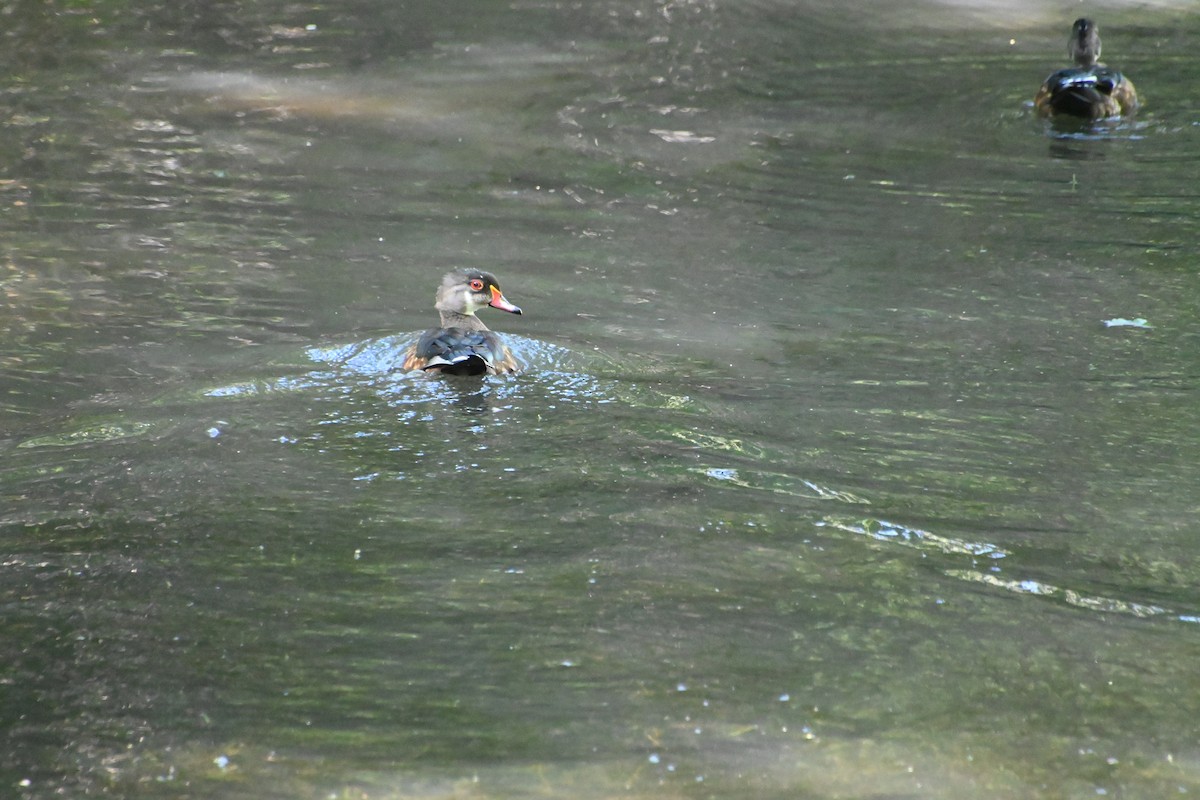 Canard branchu - ML623053905