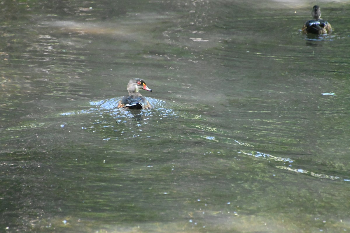 Wood Duck - ML623053905