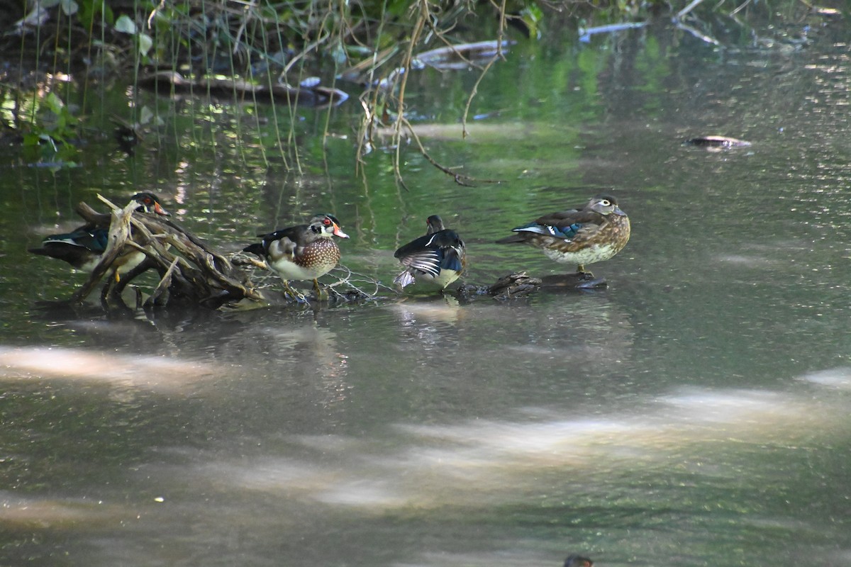Canard branchu - ML623053912