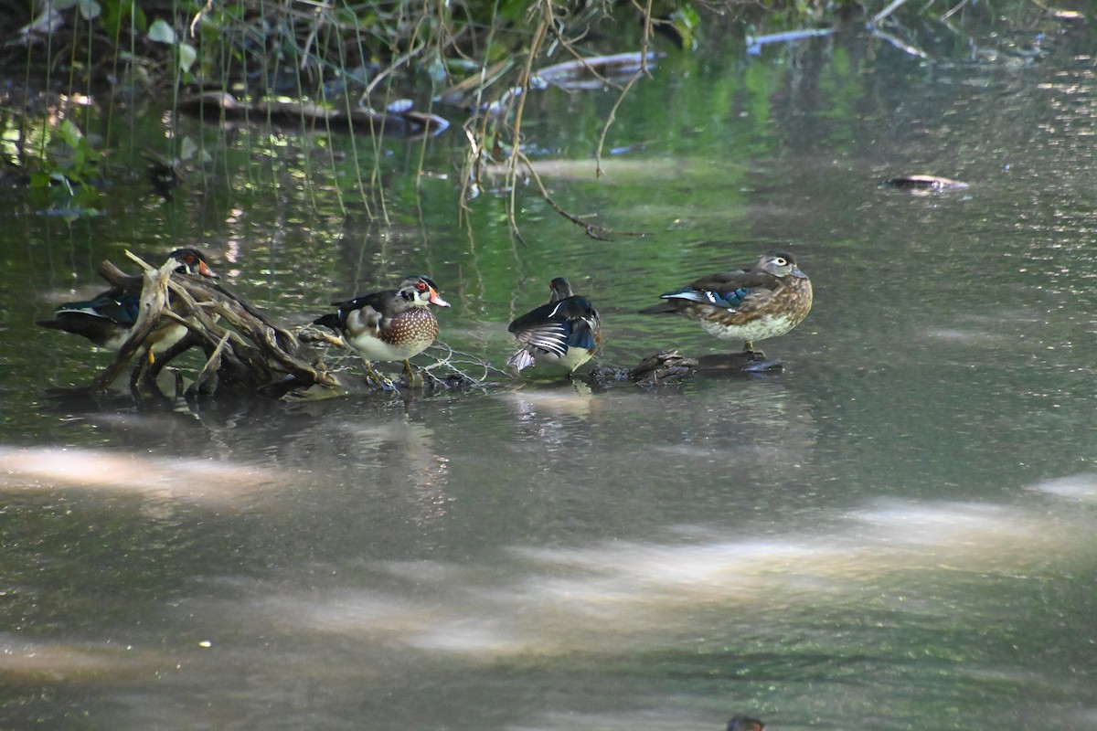 Wood Duck - ML623053912