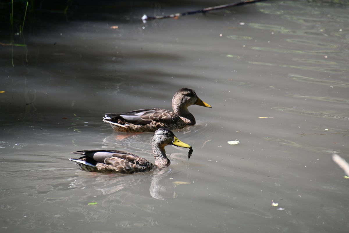Canard colvert - ML623053917