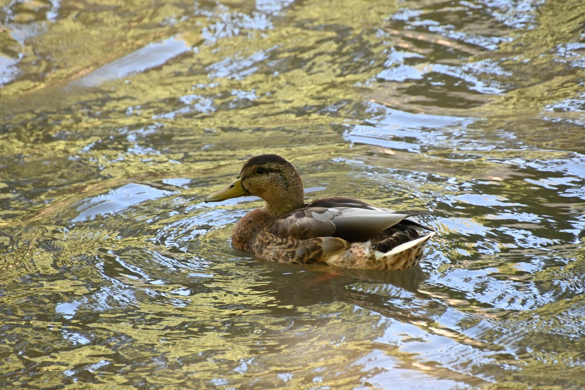 Canard colvert - ML623053922