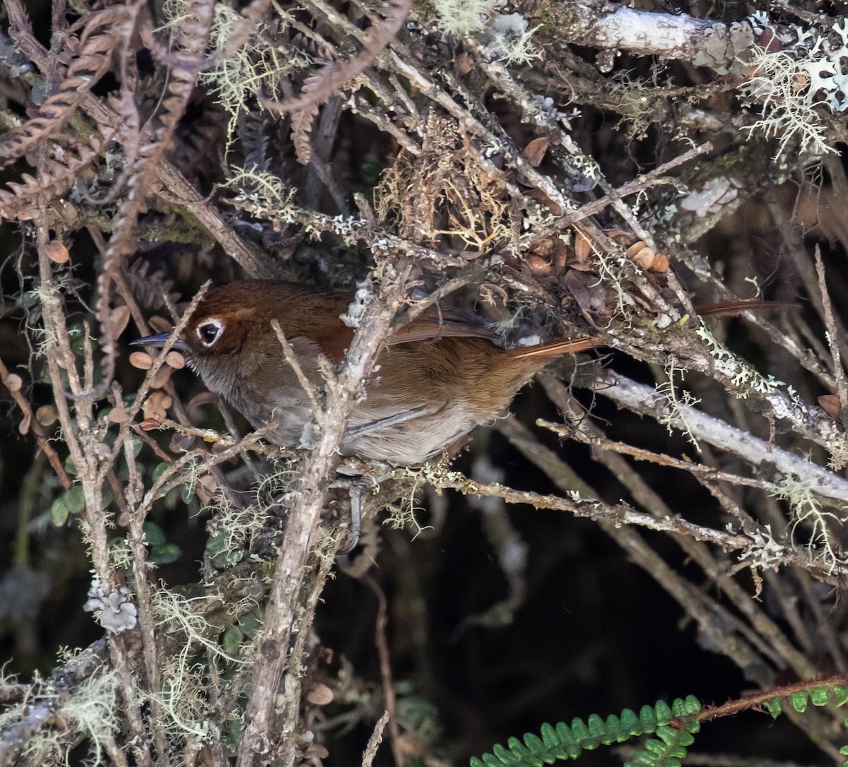 Eye-ringed Thistletail - Ron Hoff Dollyann Myers