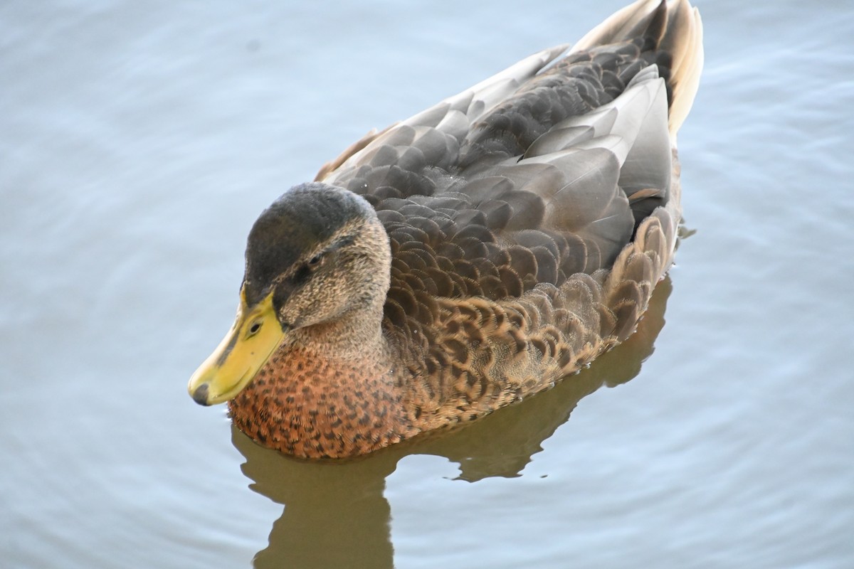 Canard colvert - ML623053930
