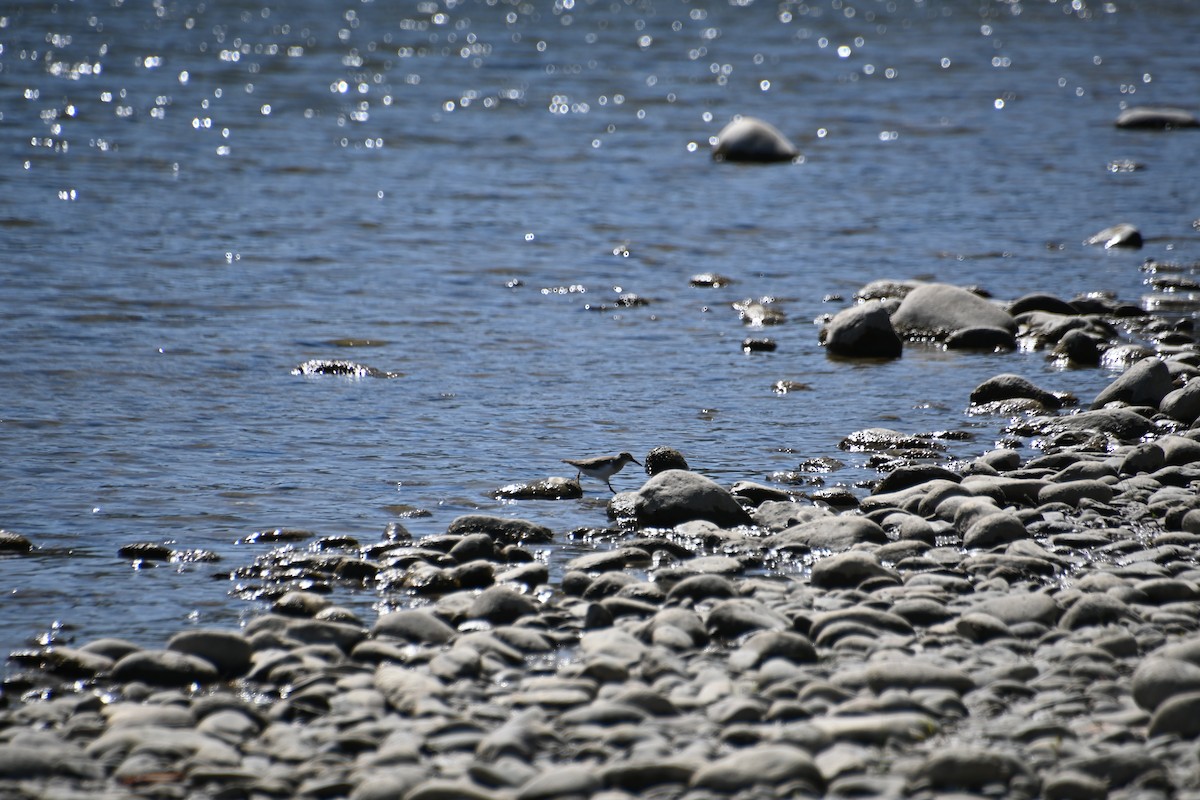 Spotted Sandpiper - ML623053941