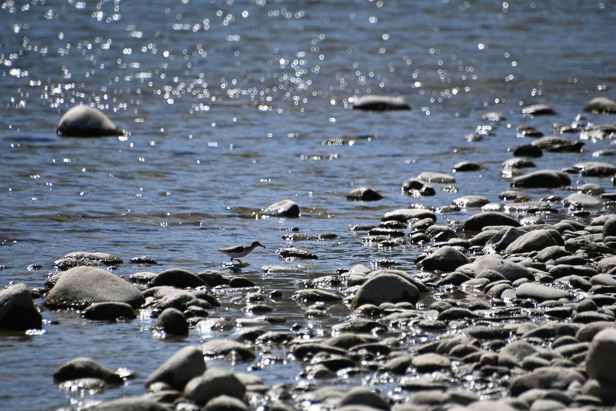 Spotted Sandpiper - ML623053948