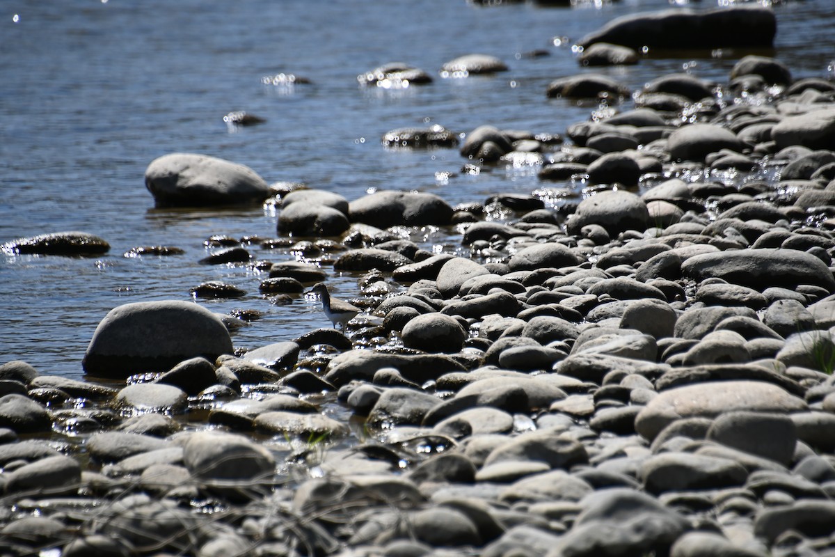 Spotted Sandpiper - ML623053955