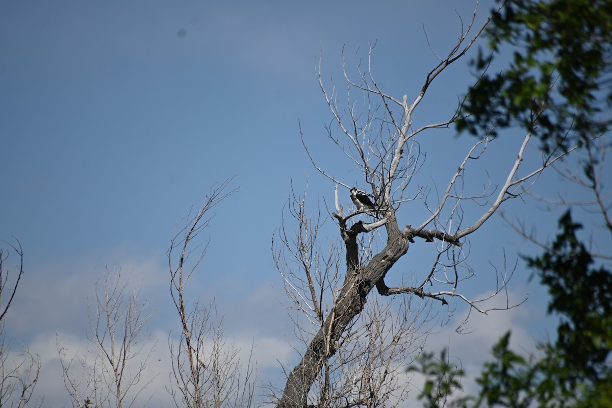 Osprey - Ian Baird