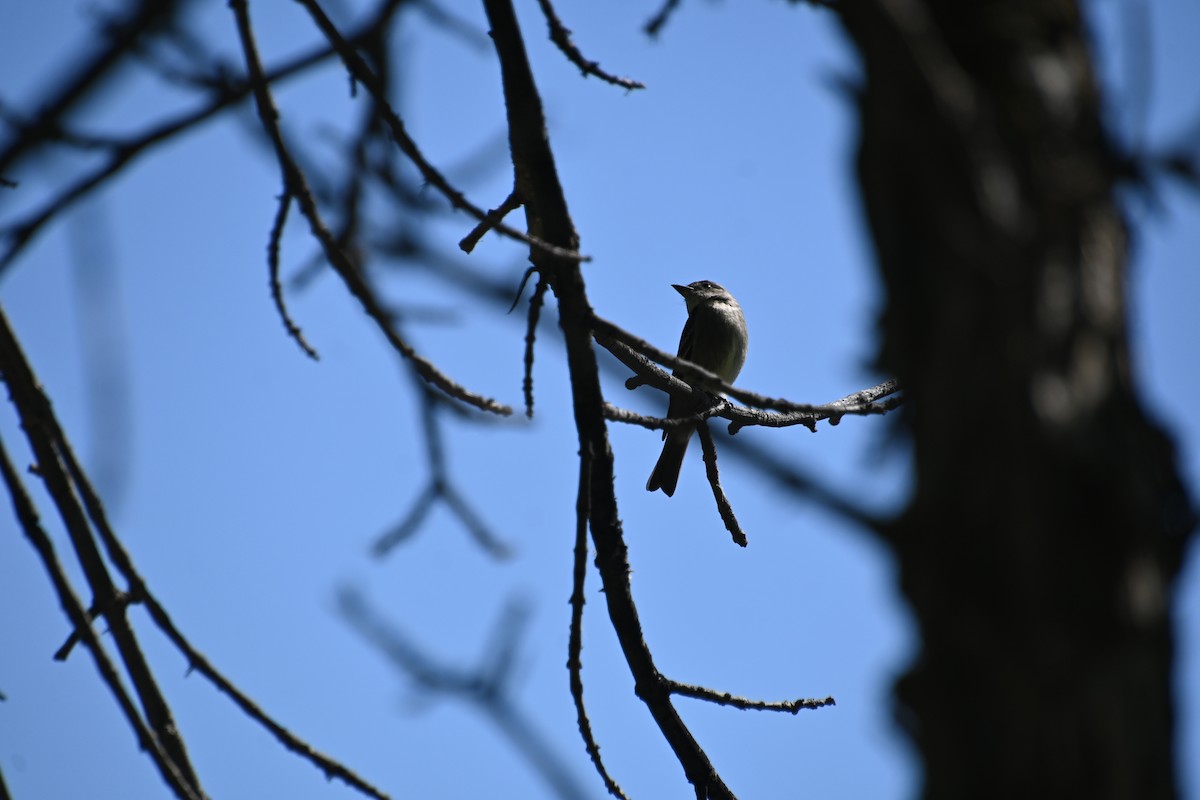 Western Wood-Pewee - ML623053965