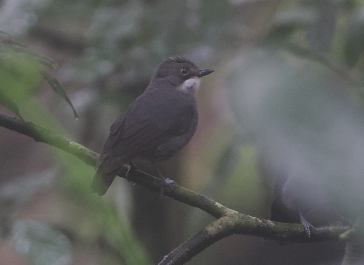 White-eyed Robin - ML623053969