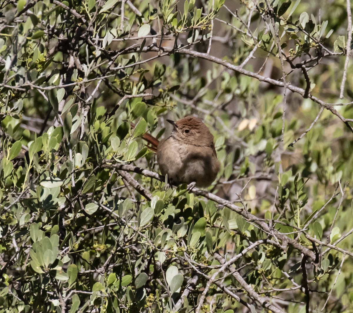 Rusty-fronted Canastero - ML623053971