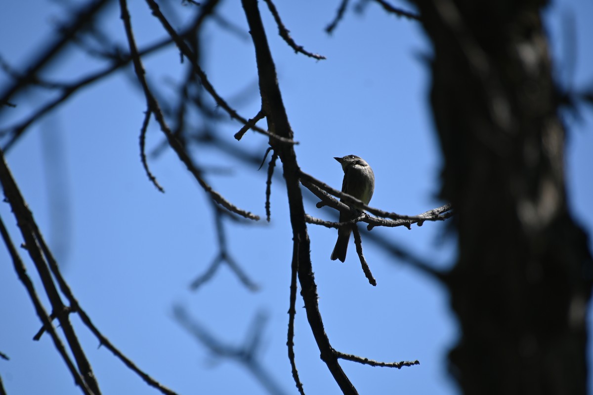 Western Wood-Pewee - ML623053972