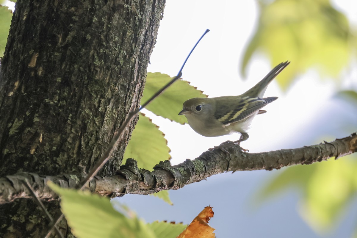 Chestnut-sided Warbler - ML623054003