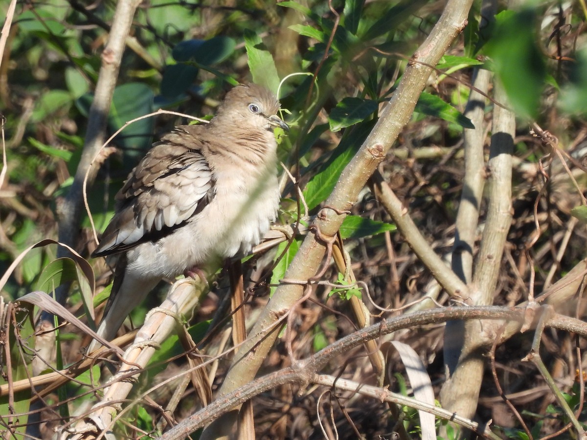 picuidue - ML623054076