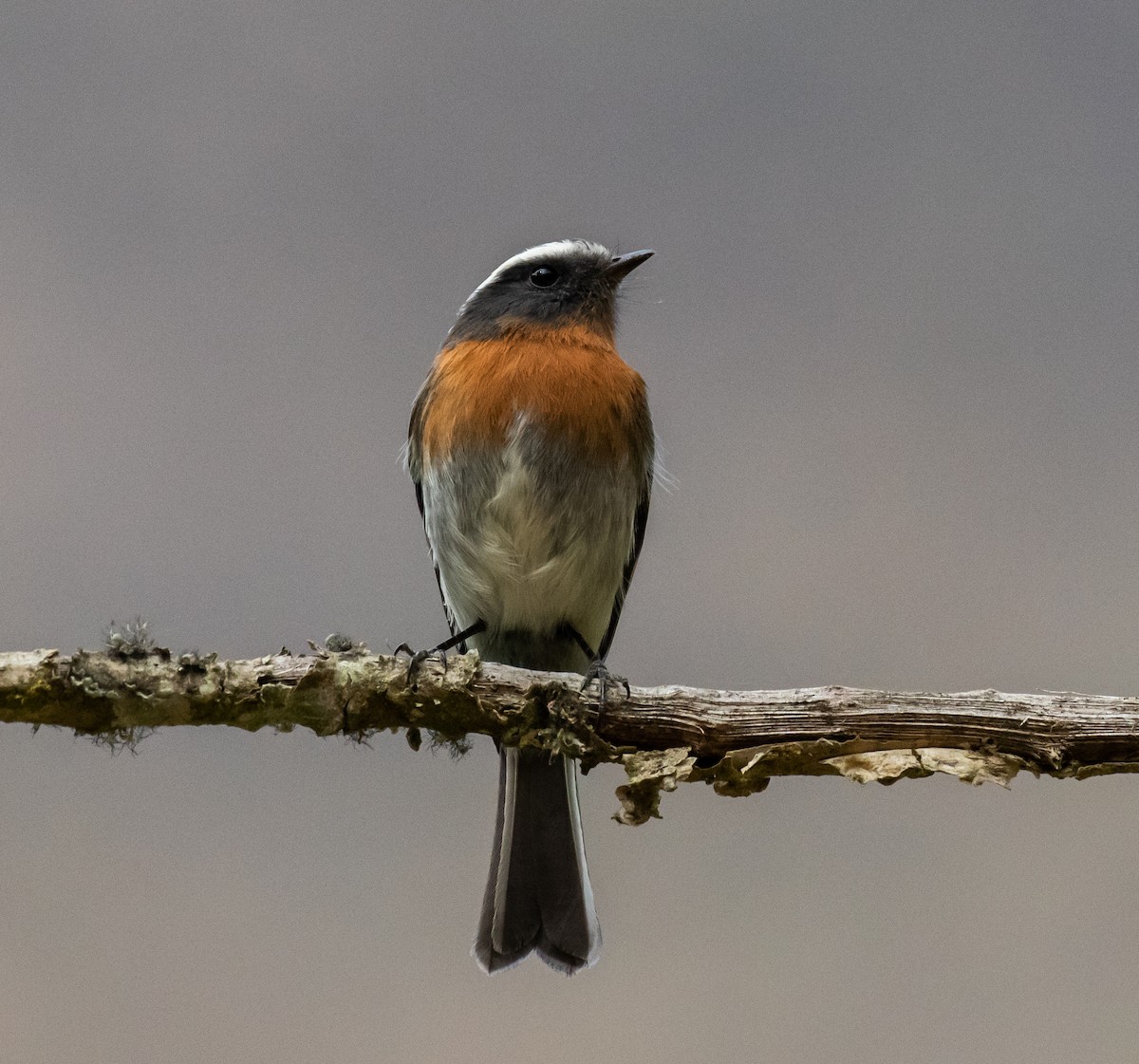 Rufous-breasted Chat-Tyrant - ML623054084