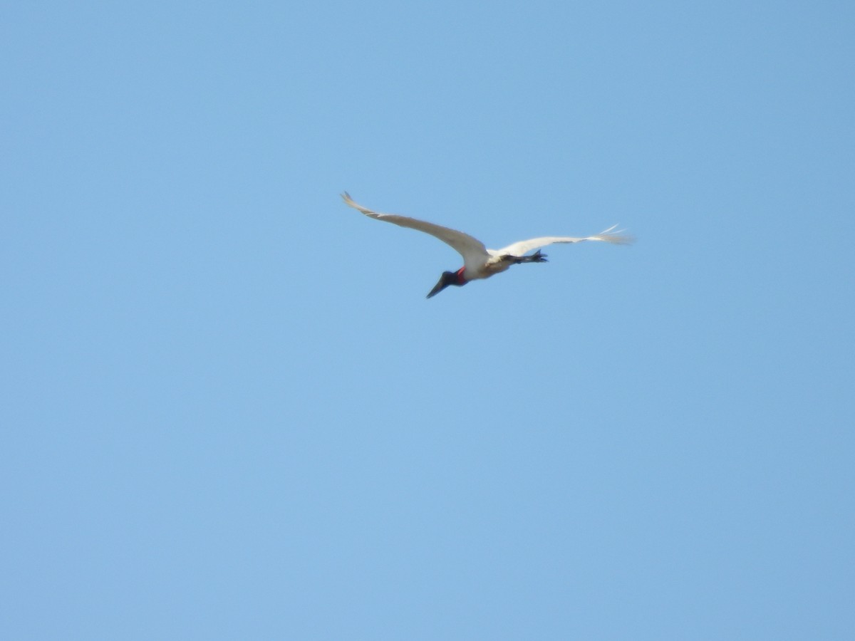 jabirustork - ML623054095