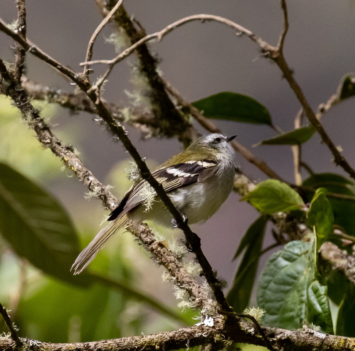 White-banded Tyrannulet - ML623054112