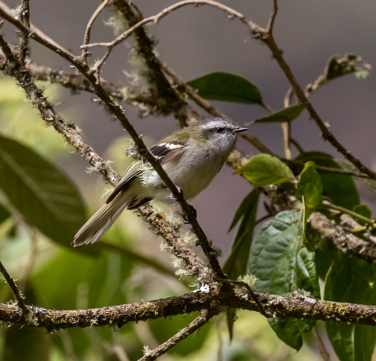 White-banded Tyrannulet - Ron Hoff Dollyann Myers